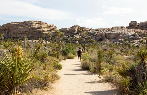 Hiker on Barker Dam loop trail in Joshua Tree National Park, California, USA Stock Photos
