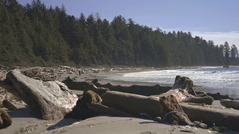 Hiker on beach with driftwood Stock Footage 87433656