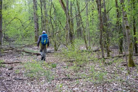 Hiker With Blue Backpack Walking Alone Through Green Spring Forest Trail Stock Photos
