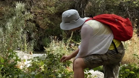 A hiker in camp picking berries Stock Footage 160070089