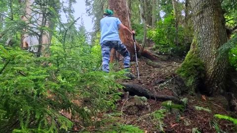 Hiker climbing forest trail low angle in Georgia Stock Footage 338426455