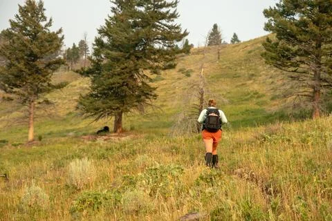 Hiker Climbs Hill While A Bison Rests Under Distant Tree Stock Photos