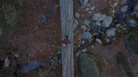 Hiker crossing log bridge 库存影片 150011046