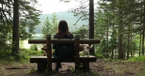 Hiker with dogs sit on a bench in the forest enjoying the view mountain lake. Stock Footage 248521588
