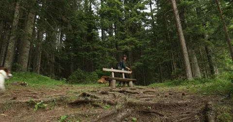 Hiker with dogs sits down to rest on a bench in the forest. Stock Footage 248521747