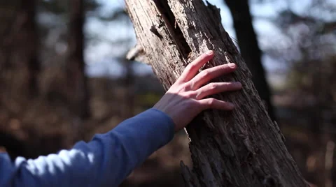Hiker ducks under tree Stock Footage 63879550