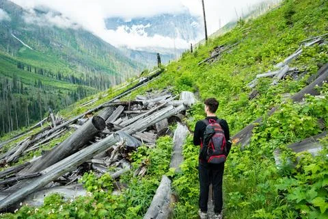 Hiker explores a lush forest path amidst fallen logs. Stock Photos