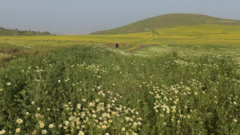 Hiker exploring flowering meadows and green hills in Gran Canaria, Canary Stock-Footage 330850222