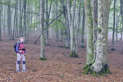 Hiker Exploring a Misty Beech Forest Stock Photos