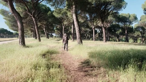 Hiker Exploring a Scenic Forest Path Under Lush Green Pine Trees Video stock 310299457