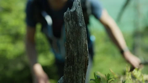 Hiker Exploring a Scenic Nature Trail Stock Footage 300280565