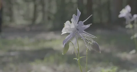 Hiker flower along path Stock Footage 65186756