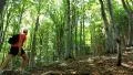 Hiker in forest HD Footage