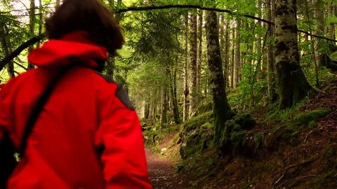 Hiker in the forest Stock Footage 80677190