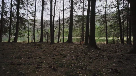 Hiker in the forest path Stock Footage 62083218