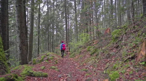 Hiker in the forest path Stock Footage 62083281
