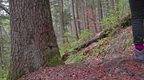 Hiker in the forest path Stock Footage 62083444
