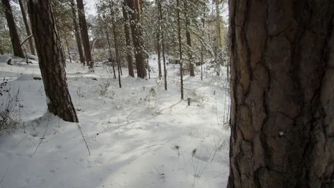 Hiker going in the forest at winter Stock Footage 70859106
