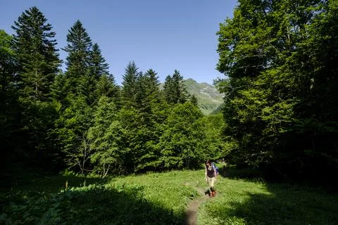 Hiker going through the forest, Coth de Magnabaigt, Ayous lakes tour, Pyrenee Stock Photos