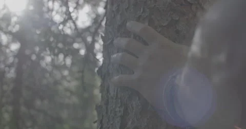 Hiker hand on tree Stock Footage 65178260