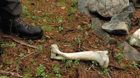 Hiker kicks an old bone Stock Footage 49548846