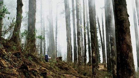 Hiker Langtang forest Stock Footage 102370919