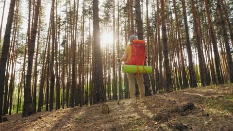 A hiker with a large backpack and a sleeping mat standing in a pine forest Stock Footage 282443356