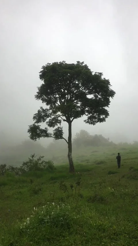 Hiker with Lonely Tree Standing in Misty Mountain Meadow. Видео 343301234
