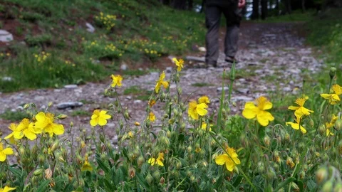 Hiker long walking mountain path yellow flower Stock-Footage 97793300