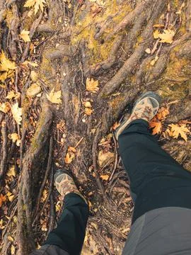 Hiker looking down at boots among tree roots and fallen autumn leaves Stock Photos