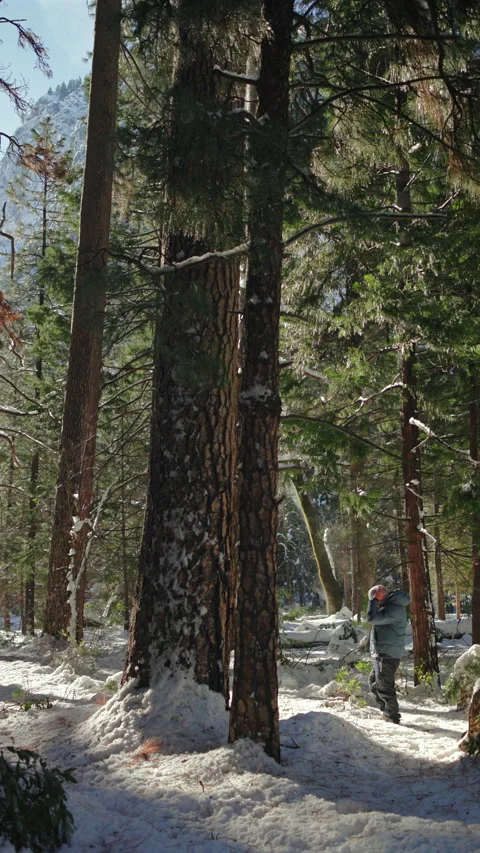 Hiker Looking Up at Tall Pine Trees in Snowy Winter Forest with Mountains Видео 342950612