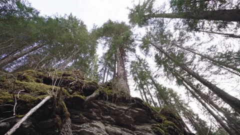 Hiker looking up at trees growing on rocky mountainside Stock-Footage 309917744