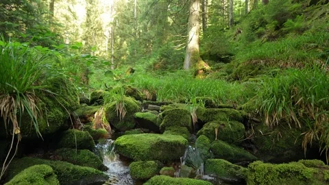 Hiker in Lush Forest with Stream in Baden-Württemberg, Germany 스톡 동영상 345013150