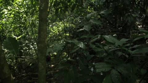 Hiker makes way through a thick forest Rio Stock Footage 91057575