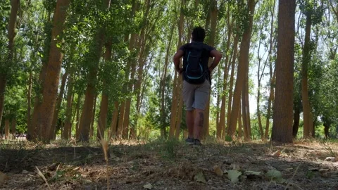 Hiker man with backpack walks observes the trees in a forest Stock Footage 138096369