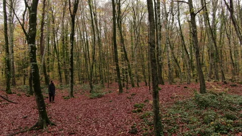 Hiker Man Walking Through the Forest in Autumn Stock Footage 146520211