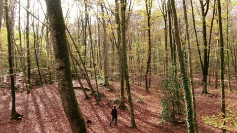 Hiker Man Walking Through the Forest in Autumn Stock Footage 146520542