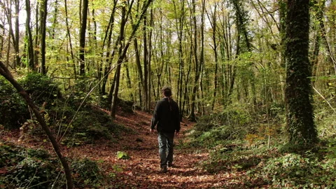 Hiker Man Walking Through the Forest in Autumn Stock Footage 146520597