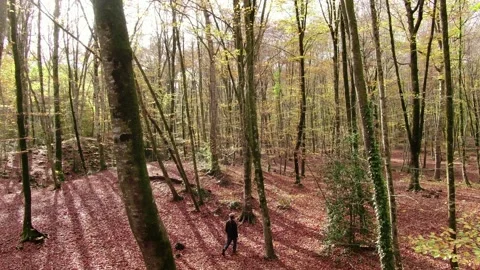 Hiker Man Walking Through the Forest in Autumn Stock Footage 146760984