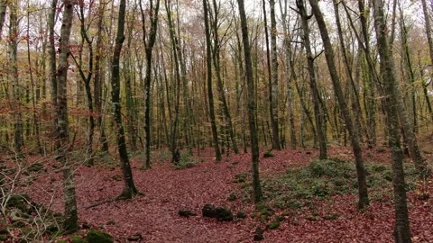 Hiker man walking through the forest in Autumn Stock Footage 154275775