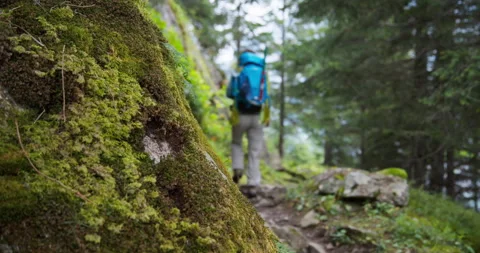 Hiker on Mossy Trail Stock Footage 169909352