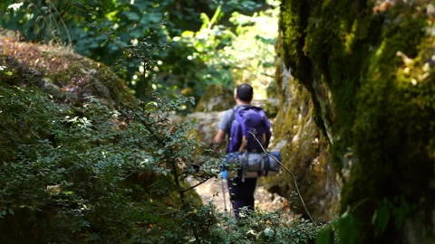 Hiker Moving Through the Forest Stock Footage 313347170