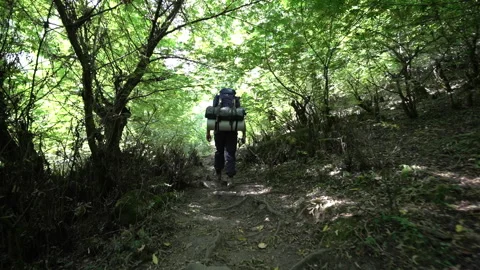 Hiker Moving Through the Forest Video stock 313353788