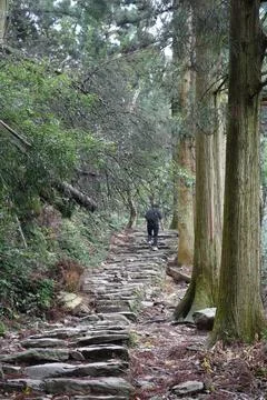 Hiker navigating stone path under trees in a dense forest during a cloudy day Stock Photos