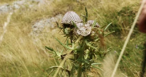 Hiker passes by a thistle bush. Stock Footage 248766349