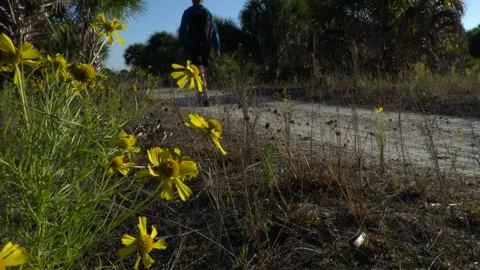 Hiker Passing Flowers Stock Footage 171949093