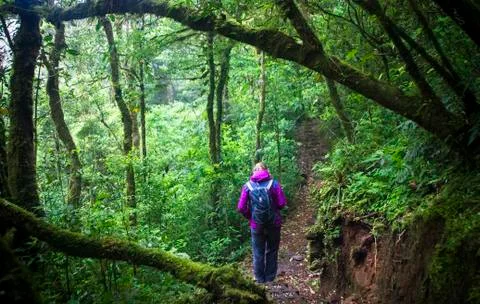 Hiker on a path in a cloud forest of Costa Rica Stock Photos