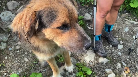 Hiker pausing beside dog in close view on a rocky trail in Svaneti Stock Footage 343767944