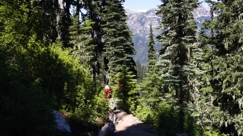 Hiker with red backpack on forest hiking trail, British Columbia, Canada. Stock Footage 252690099