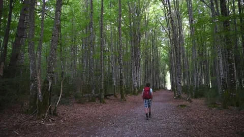 Hiker with red backpack walking through a beech forest. Navarrese Pyrenees Vídeos de archivo 196737734